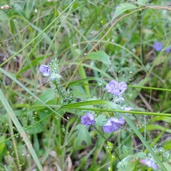 Phacelia maculata