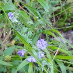 Phacelia maculata