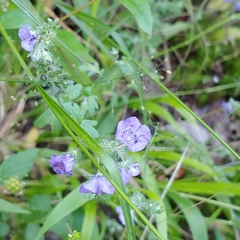 Phacelia maculata