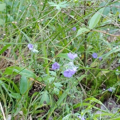 Phacelia maculata