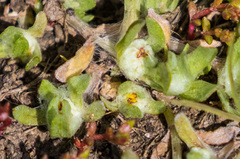 Psilocarphus brevissimus