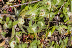 Psilocarphus brevissimus