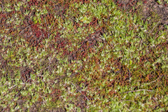 Psilocarphus brevissimus