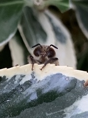 Apis mellifera