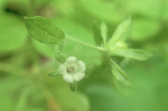 Phacelia ranunculacea
