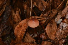 Mycena kuurkacea