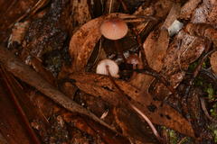 Mycena kuurkacea