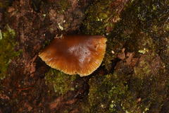 Collybia eucalyptorum