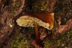 Collybia eucalyptorum