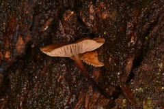 Collybia eucalyptorum
