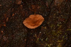 Collybia eucalyptorum