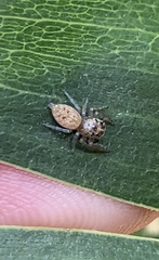 Opisthoncus nigrofemoratus