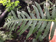 Blechnum medium