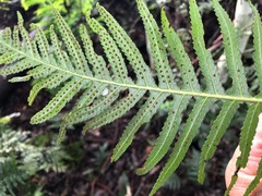Blechnum medium