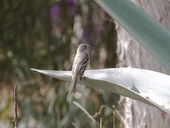 Empidonax wrightii