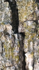 Candelariella xanthostigma