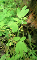 Phacelia ranunculacea