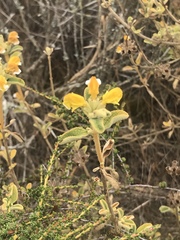 Phlomis lanata