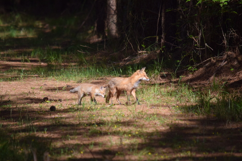 Red Fox photographed in Delaware