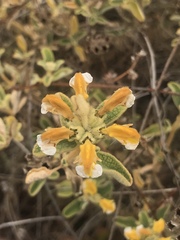 Phlomis lanata