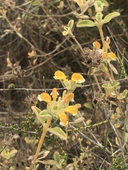 Phlomis lanata