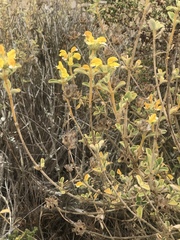 Phlomis lanata