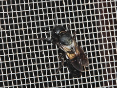 Megachile disjuncta