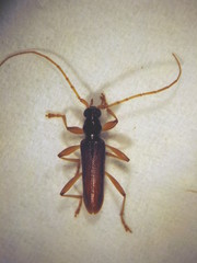 Astetholida lucida