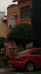 Citrus × aurantiifolia