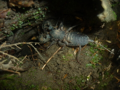 Mastigoproctus colombianus