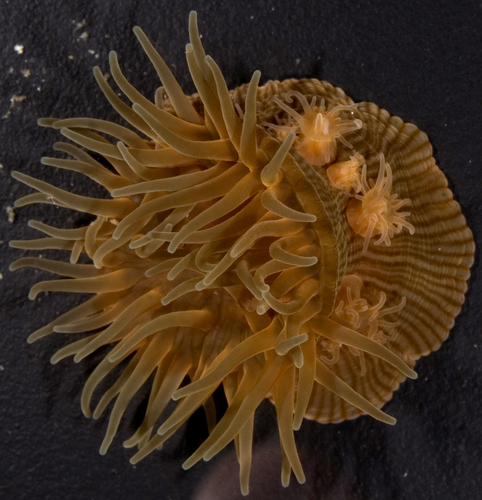 Brooding Anemone, photo 5 of 7