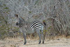 Equus quagga crawshayi