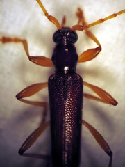 Astetholida lucida