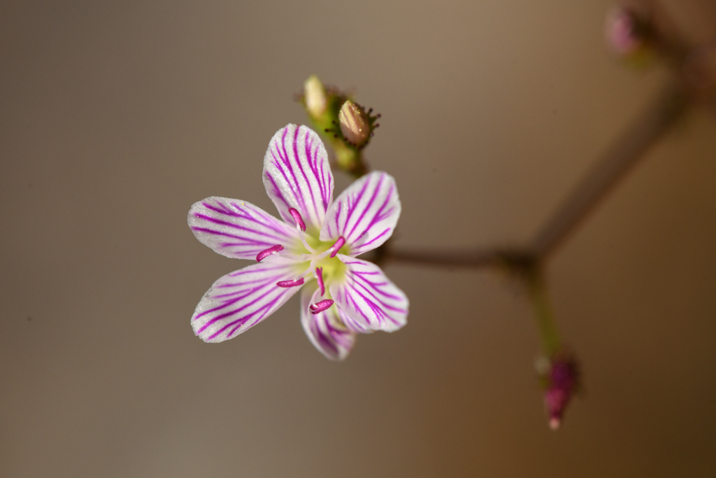 Lewisia serrata