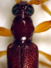 Astetholida lucida