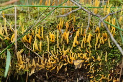 Calocera fusca