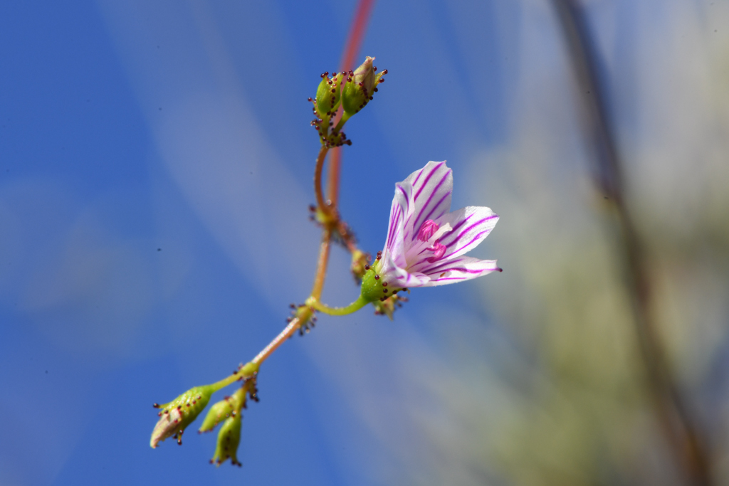 Lewisia serrata