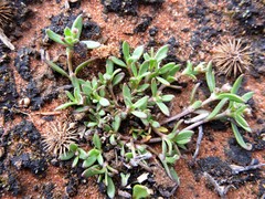 Synaptantha tillaeacea