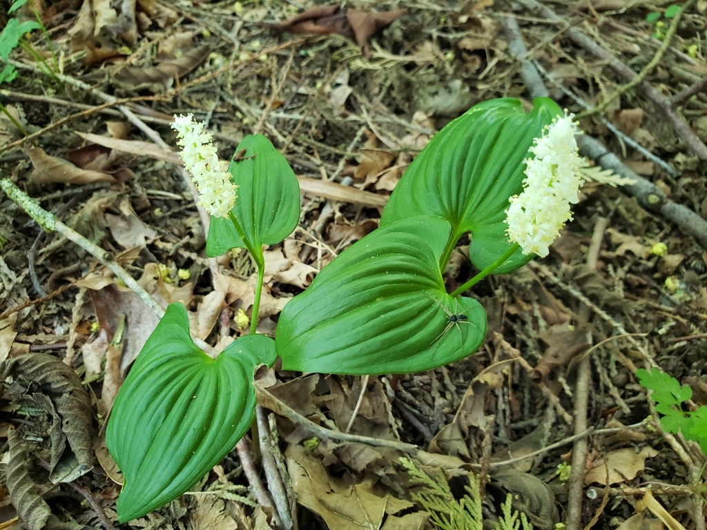 European lily of the valley (Convallaria majalis) · iNaturalist