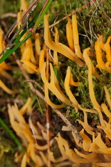 Calocera fusca