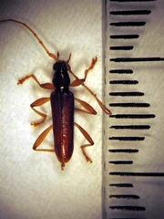 Astetholida lucida