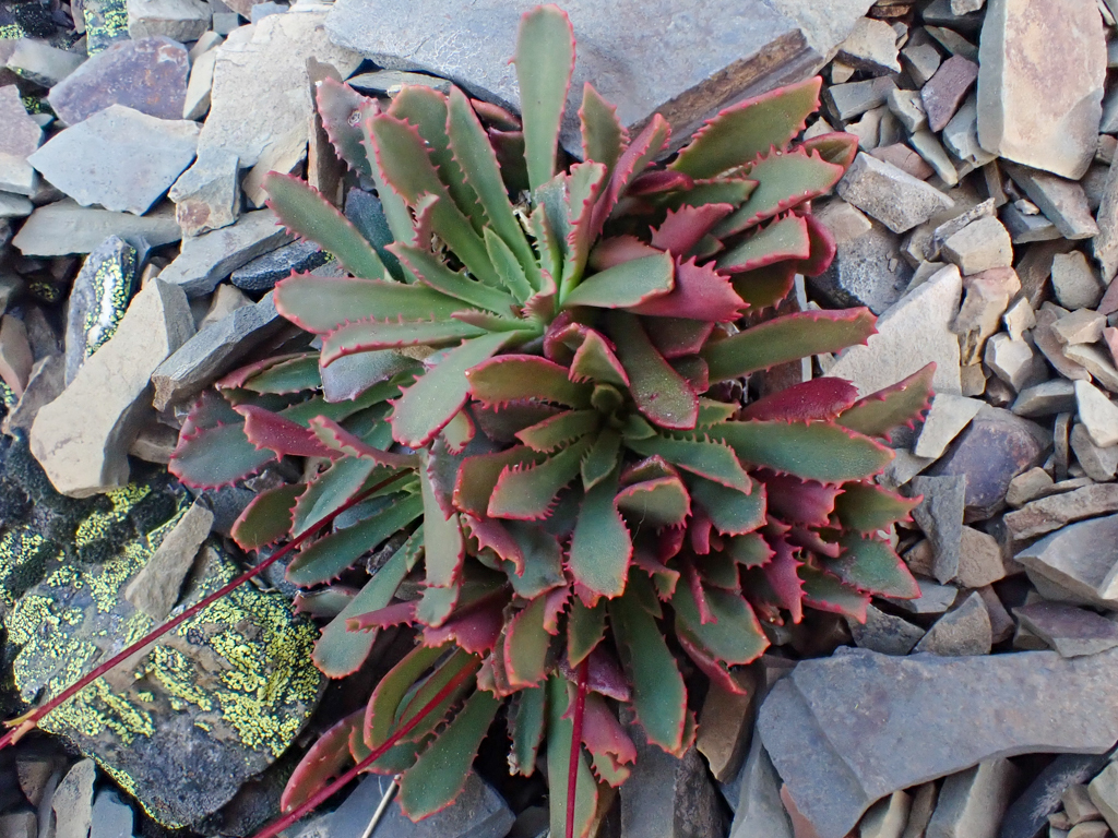 Lewisia serrata