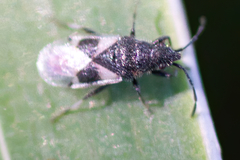 Oxycarenus luctuosus