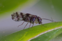 Propsocus pulchripennis