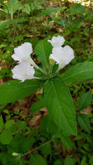 Ruellia caroliniensis image