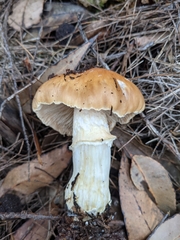 Cortinarius symeae