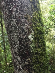 Dacrycarpus dacrydioides