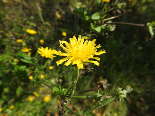 Picris hieracioides iNat (3)