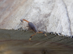 Reddyanus melanodactylus