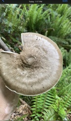 Pluteus